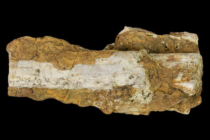Permian Amphibian Fossil Bone - Texas #153748